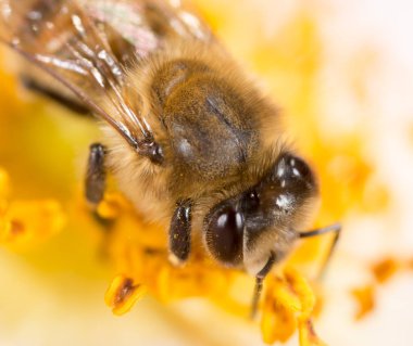 bir çiçek arıya. Makro