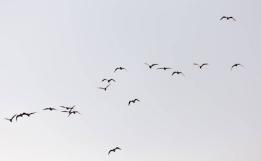 Gün batımında gökyüzünde bir martı sürüsü