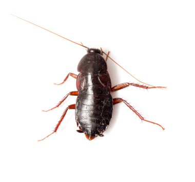 Beyaz arka planda hamamböceği