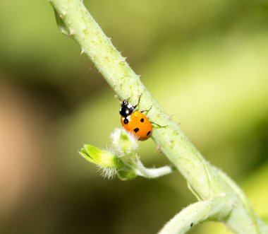 Doğadaki bir bitkide uğur böceği. makro