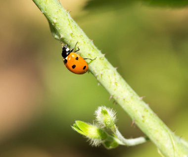 Doğadaki bir bitkide uğur böceği. makro