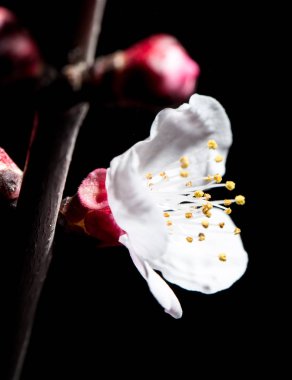 Doğada, ağaçtaki çiçekler siyah arka planda. makro
