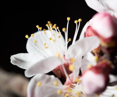Doğada, ağaçtaki çiçekler siyah arka planda. makro