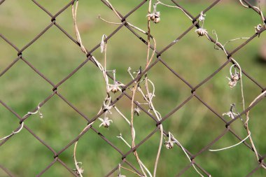 bir metal çit bir zemin olarak üzerinde kuru dağcı