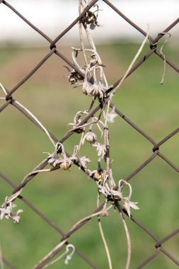bir metal çit bir zemin olarak üzerinde kuru dağcı