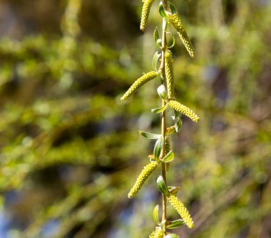 Ağaçtaki çiçekler doğadaki söğüt ağacında