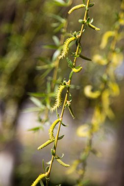 Ağaçtaki çiçekler doğadaki söğüt ağacında