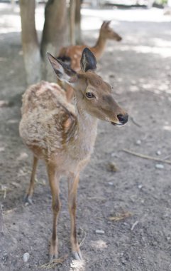 Hayvanat bahçesindeki genç bir geyiğin portresi