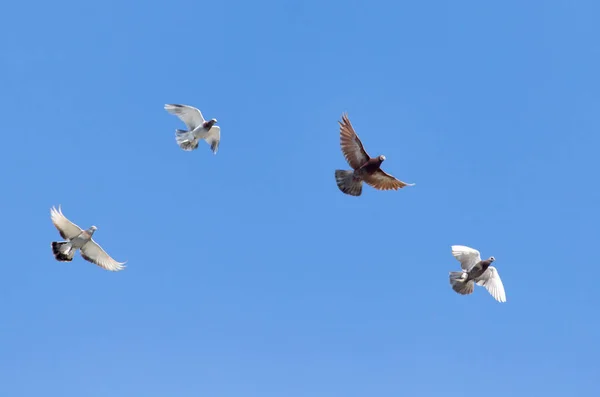 En flock duvor under flygning mot blå himmel — Stockfoto