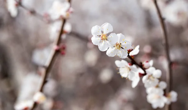 Aprikos blommor på ett träd i naturen — Stockfoto