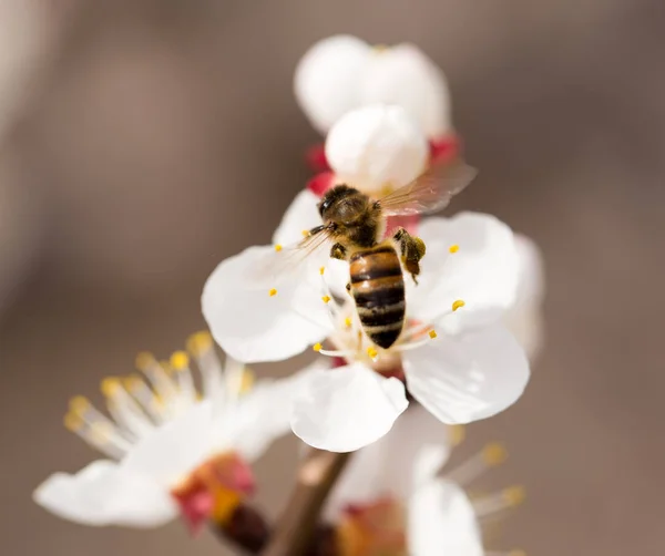 Bee on a flower in the nature. macro — Stock Photo, Image