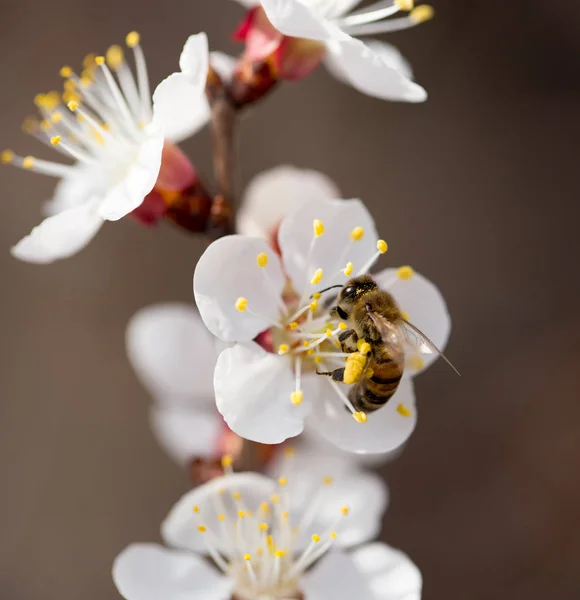 Biene auf einer Blume in der Natur. Makro — Stockfoto
