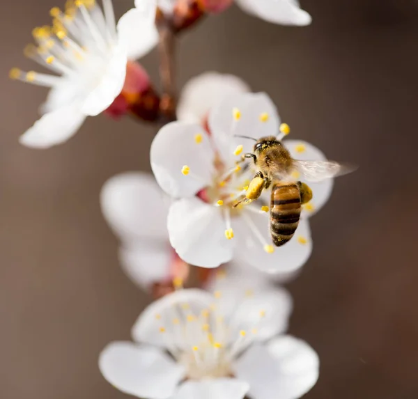 Bee on a flower in the nature. macro — Stock Photo, Image