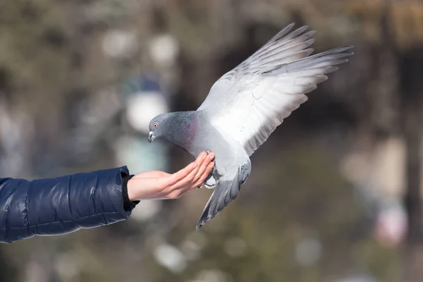 Pigeon sur la main sur la nature — Photo