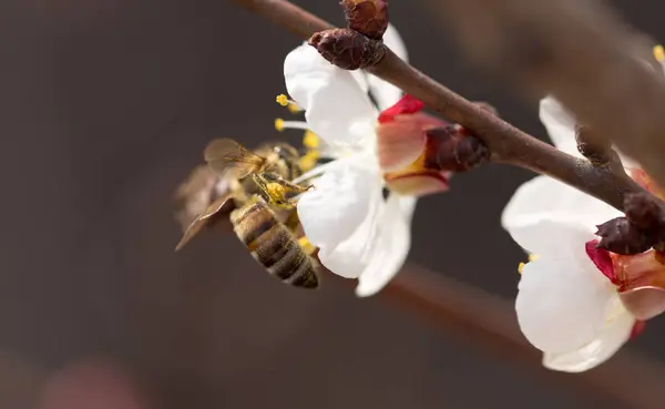 Včela na květině v přírodě. makro — Stock fotografie