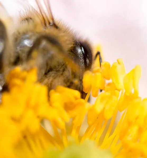 Bee on a flower. macro — Zdjęcie stockowe