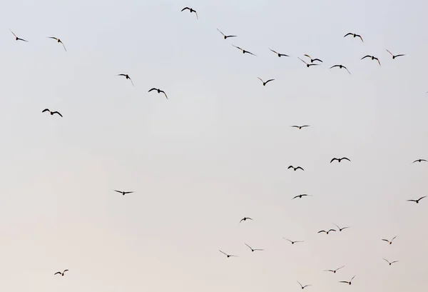 Um bando de gaivotas no céu ao pôr-do-sol — Fotografia de Stock