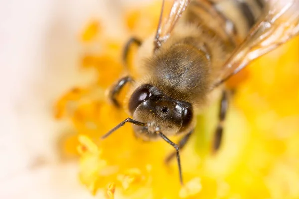 Bee on a flower. macro — Zdjęcie stockowe