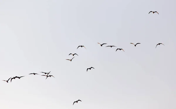 Un troupeau de mouettes dans le ciel au coucher du soleil — Photo