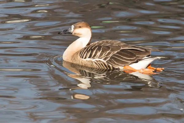 Eend in het meer in de natuur — Stockfoto