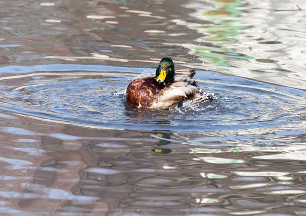 Kachna v jezeře v přírodě — Stock fotografie