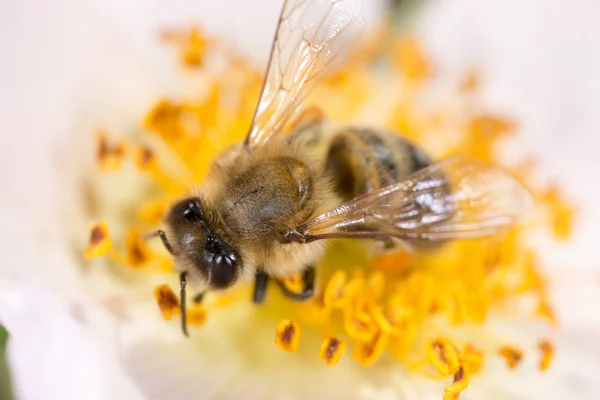 Abelha em uma flor. macro — Fotografia de Stock