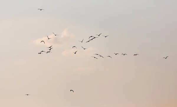 Gün batımında gökyüzünde bir martı sürüsü — Stok fotoğraf