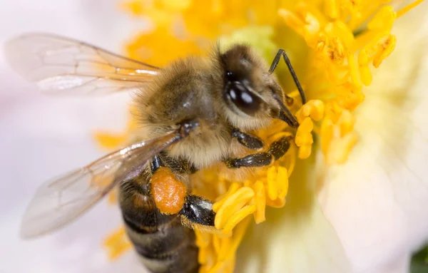 Abelha em uma flor. macro — Fotografia de Stock