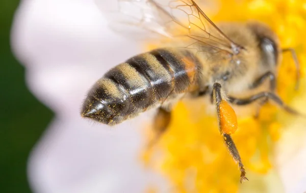 Bee on a flower. macro — Zdjęcie stockowe