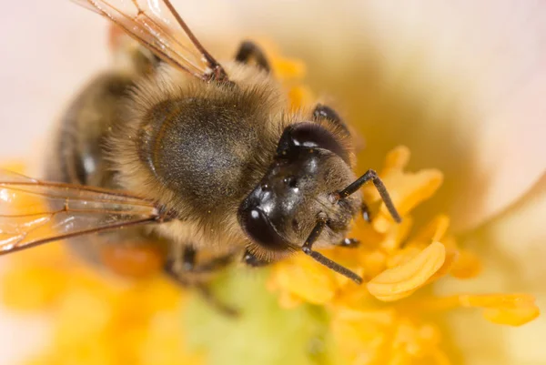 Bee on a flower. macro — Stock Photo, Image