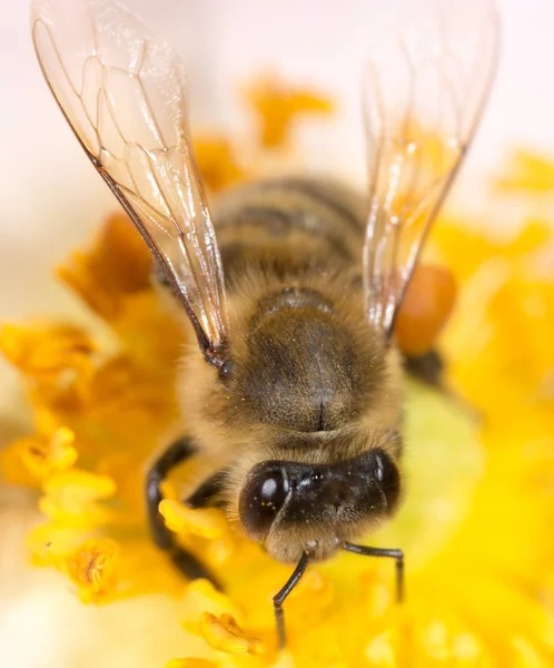 Bee on a flower. macro — Zdjęcie stockowe