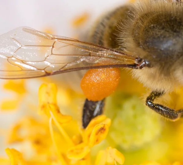 Pyłek pszczoły miodnej na łapie. super makro — Zdjęcie stockowe
