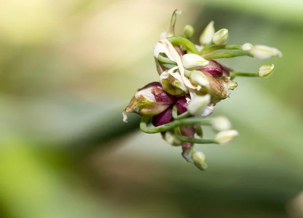 Green onion seeds in nature — Stock Photo, Image