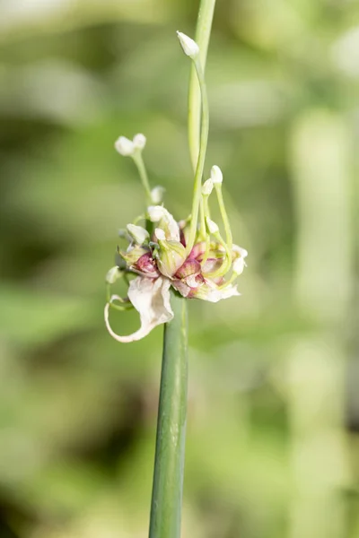 Zelená cibule v přírodě — Stock fotografie