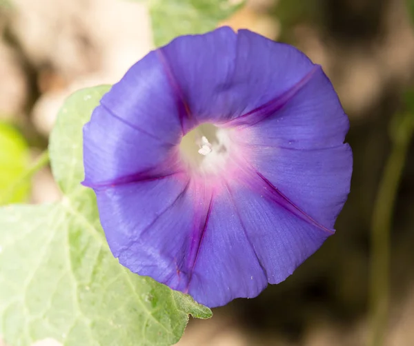 Hermosa flor azul en la naturaleza — Foto de Stock