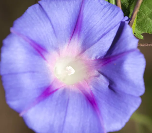 Hermosa flor azul en la naturaleza — Foto de Stock