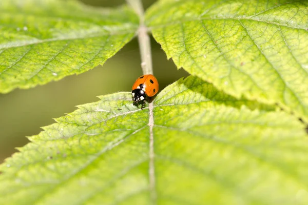 Coccinella su una pianta nella natura. macro — Foto Stock