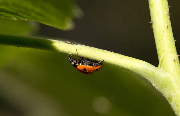 Joaninha em uma fábrica na natureza. macro — Fotografia de Stock