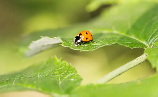 Coccinelle sur une plante dans la nature. macro — Photo