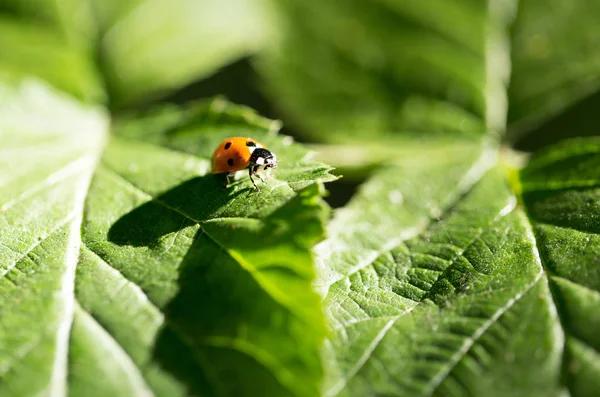 Doğadaki bir bitkide uğur böceği. makro