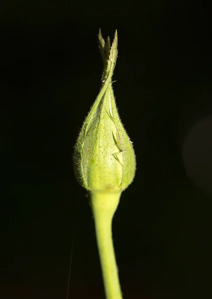 Flor de rosa cerrada sobre un fondo negro — Foto de Stock