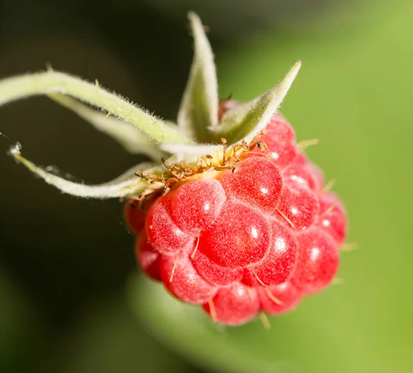 Frambuesas maduras en la naturaleza —  Fotos de Stock