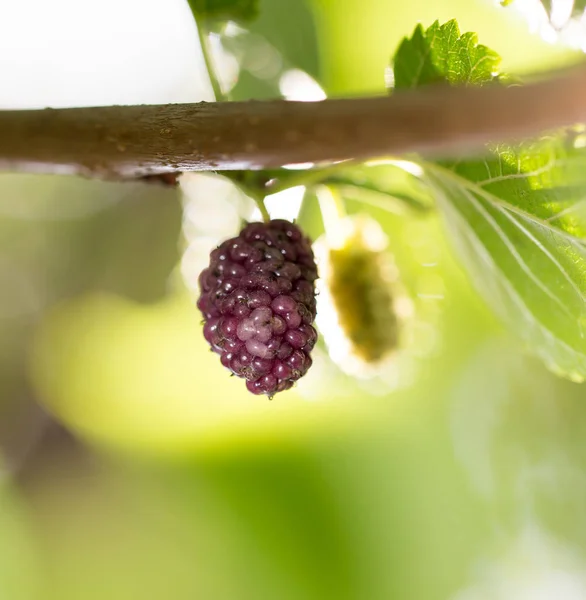 Moras en el árbol — Foto de Stock