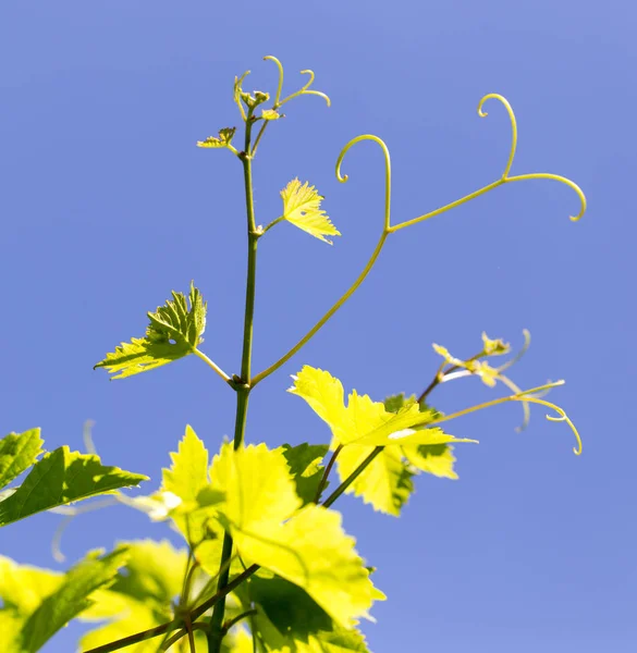 Young grape leaves in nature — Stock Photo, Image