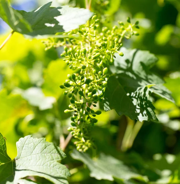 Foglie d'uva giovani in natura — Foto Stock