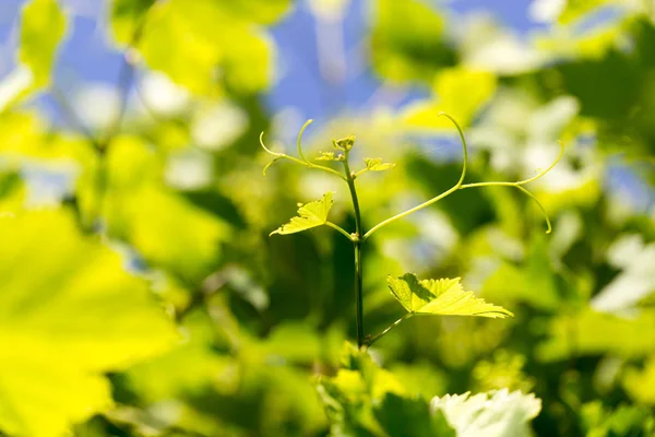 Jonge druivenbladeren in de natuur — Stockfoto