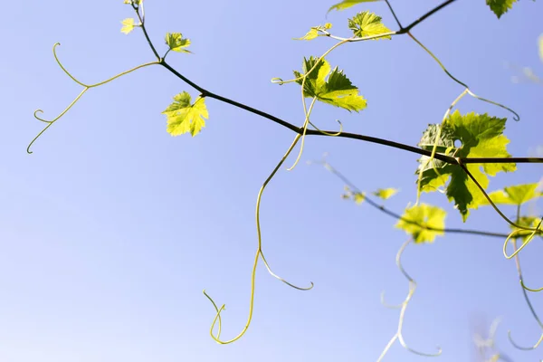 Hojas de uva joven en la naturaleza —  Fotos de Stock