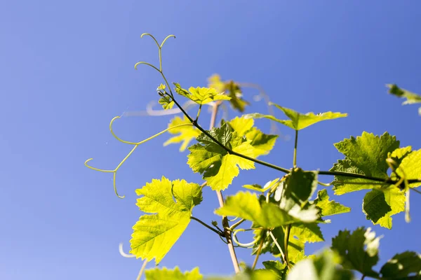 Foglie d'uva giovani in natura — Foto Stock