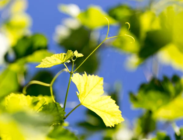 Young grape leaves in nature — Stock Photo, Image