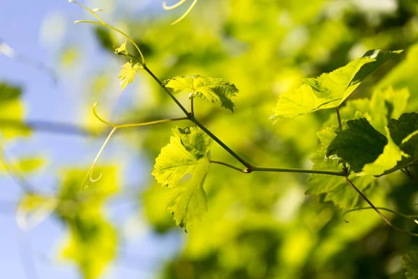 Jonge druivenbladeren in de natuur — Stockfoto